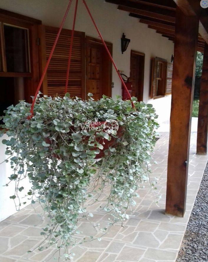Sítio à venda, 22m² - Foto 7